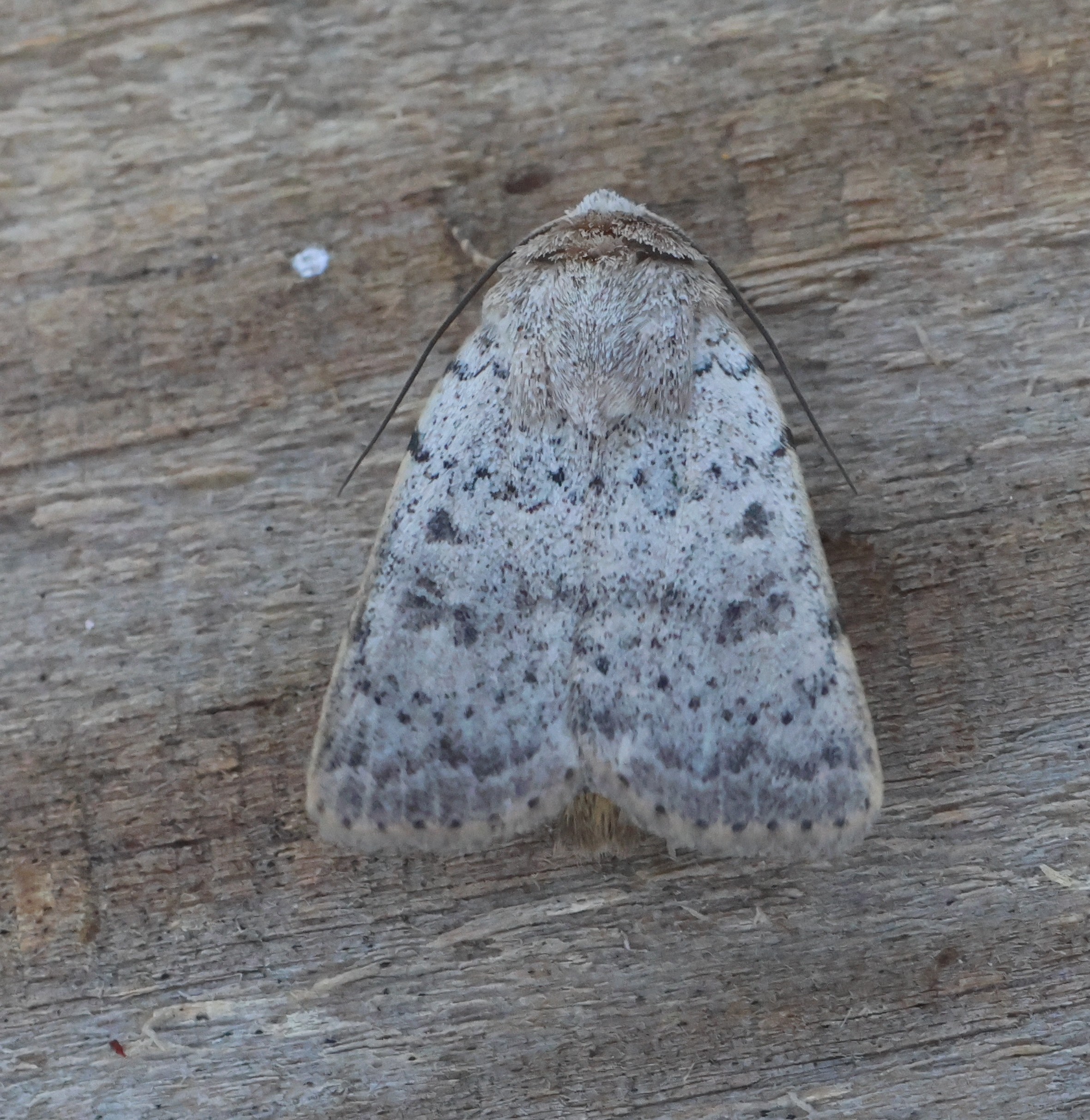 Photo of Sprinkled Rustic (Hoplodrina respersa)